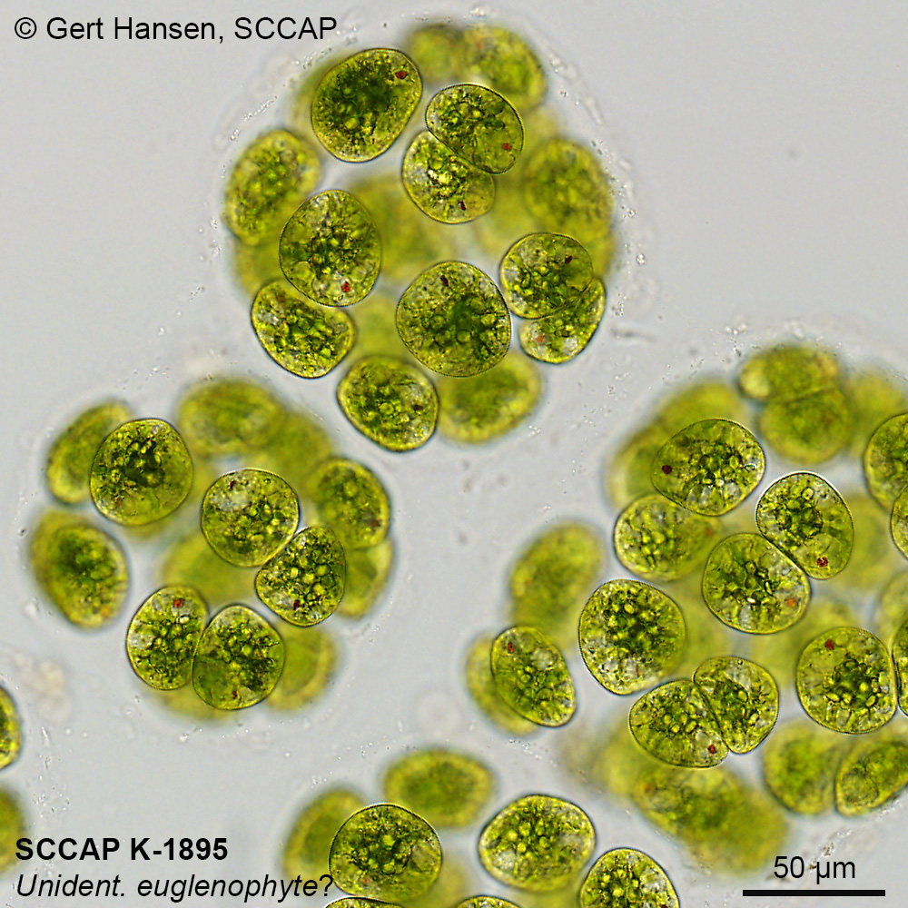 SCCAP K-1895 Unidentified Euglenophyte (c) Gert Hansen, SCCAP
