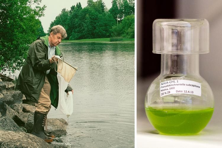 Olav M. Skulberg isolated one of the first green algal strains in the collection in 1959. Today, NIVA-CHL1 is one of the most widely used test algae in the world.