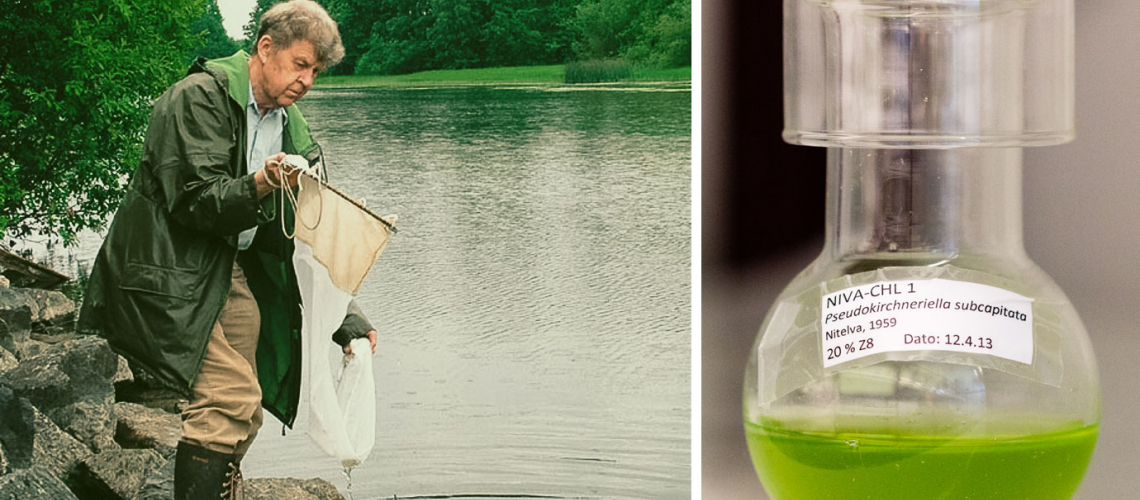 Olav M. Skulberg isolated one of the first green algal strains in the collection in 1959. Today, NIVA-CHL1 is one of the most widely used test algae in the world.